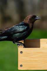 Male Cowbird