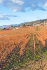 Scenic view of rows of grapevines in vineyards on the Naramata Bench in autumn
