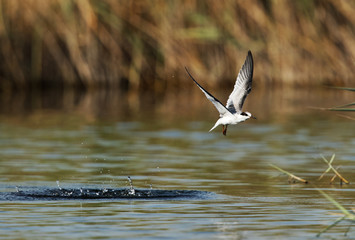 Little Tern flyinf after a dive