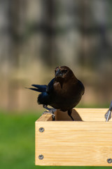 Male Cowbird