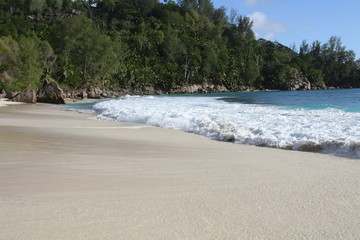 tropical beach with palm trees