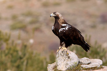 Adult female Spanish Imperial Eagle on a rock in her breeding territory with the first light of day