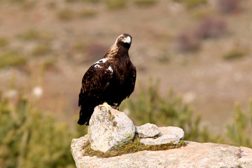 Adult female of Spanish Imperial Eagle, raptor, falcons, birds, eagles, Aquila adalberti