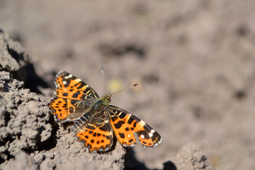 Fototapeta na wymiar butterfly ditting on the soil