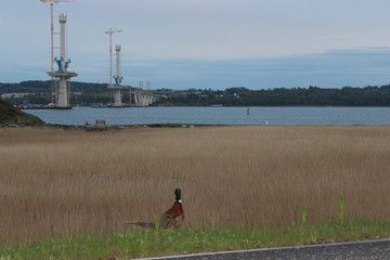 A bird looking towards the river