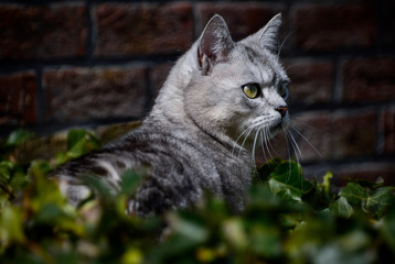 Beautiful grey cat in green foliage looking ahead, shallow depth of field