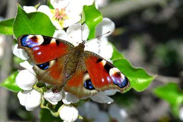 beautifulI inachis io butterfly on the pear blossom