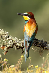European Bee-eater photographed with the first morning lights