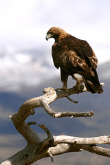 Adult male Golden Eagle on a branch early in the day in winter, Aquila chrysaetos, eagles, raptor, falcons