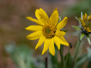 yellow wildflower