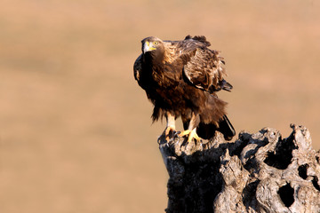 Golden Eagle adult male with the first morning lights on his hunting ground