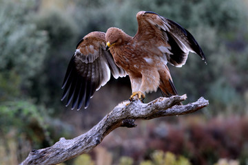 Female Spanish Imperial Eagle chicken on a branch before the sun rises