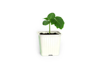 Seedling green sprout of cucumber with leaves in a grey pot on a grey background. New life, birth. Plant growing. Copy space. isolate