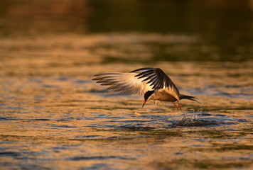 White-cheeked Tern dive.