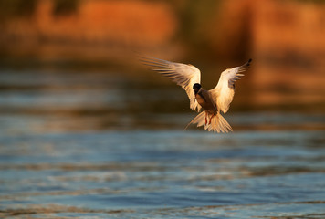 White-cheeked Tern hovering