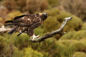 Adult male Golden Eagle on a branch early in the day in winter, Aquila chrysaetos, eagles, raptor, falcons