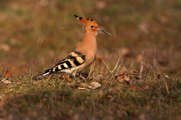 Hoopoe, birds, coraciforms, Upupa epops