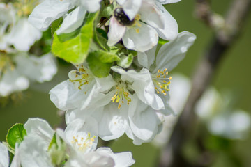 Apple tree blossom, pink tender flowers in spring season, selective focus, seasonal nature flora
