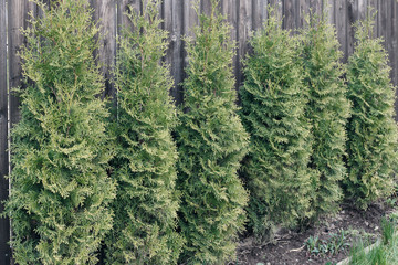 Row of green thuja on a wooden fence background