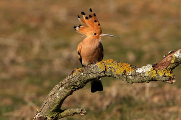 Hoopoe, birds, coraciforms, Upupa epops © Jesus