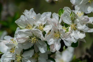 Apple tree blossom, pink tender flowers in spring season, selective focus, seasonal nature flora