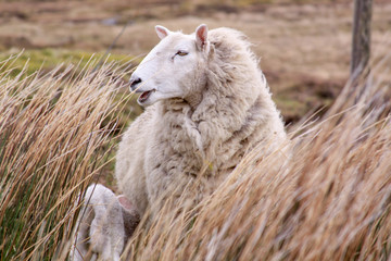 Naklejka na ściany i meble Sheep in grass in Ireland countryside