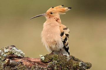Hoopoe, birds, coraciforms, Upupa epops