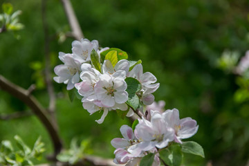 Apple tree blossom, pink tender flowers in spring season, selective focus, seasonal nature flora