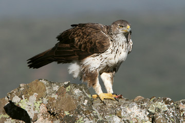 Bonelli´s Eagle