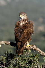 Male of Bonelli´s Eagle photographed at first light of day,  eagles, birds, Aquila fasciata