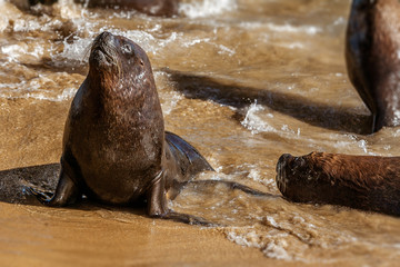 South American sea lion