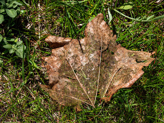 dry leaf
