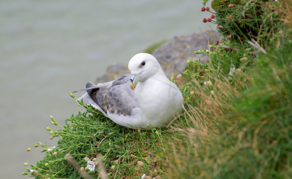 Albatross on the edge of cliffs in Ireland