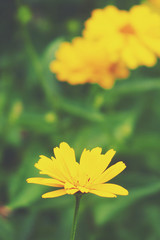 yellow flowers growing in the garden among green foliage background on a warm summer day in close-up