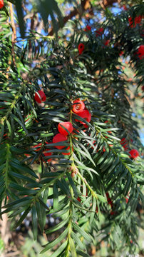 Pacific yew (taxus brevifolia)