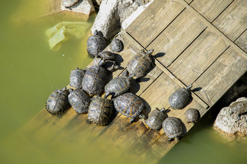 Tortugas