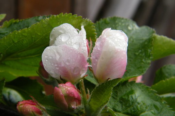 Gloria Mundi Apple Blossoms after a Spring Rain