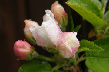 Gloria Mundi Apple Blossoms after a Spring Rain