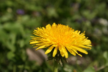 a yellow dandelion in the green grass