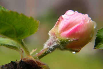 Gloria Mundi Apple Blossoms after a Spring Rain