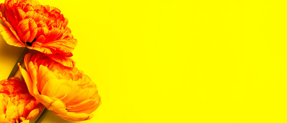 Spring flowers. Yellow orange red peony tulips on yellow background. Lovely greeting card with tulips for Mothers day, holiday, birthday, wedding or happy event. Flat lay top view copy space © olgaarkhipenko