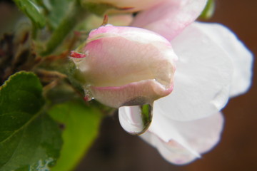 Gloria Mundi Apple Blossoms after a Spring Rain