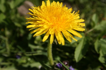a yellow dandelion in the green grass