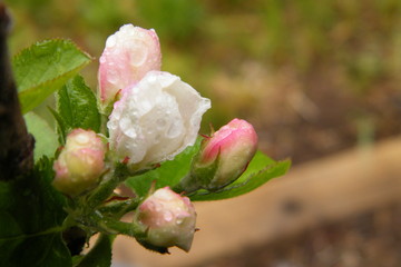Gloria Mundi Apple Blossoms after a Spring Rain