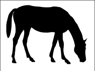 Fototapeta premium Black silhouette of a grazing horse isolated on a white background.