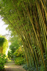 Bamboo forest with straight trees and path