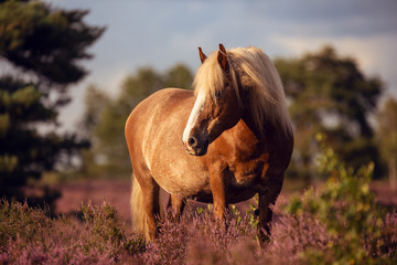 Schwarzwälder in der Heide