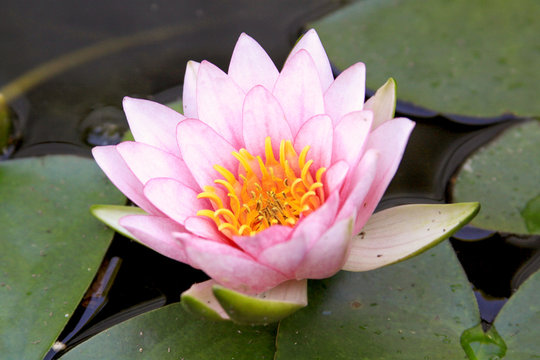 Pink Fabiola water lilly (Hardy)