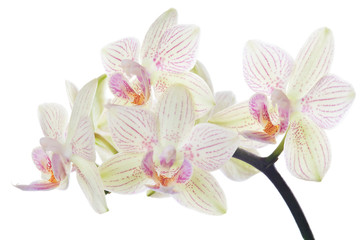Beautiful bouquet of white orchid flowers. Bunch of luxury tropical white orchids - phalaenopsis - with pink dots isolated on white background. Studio shot