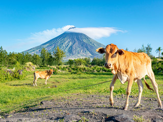 free cows in front of a volcano  